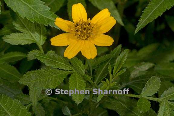 tagetes nelsonii 3 graphic